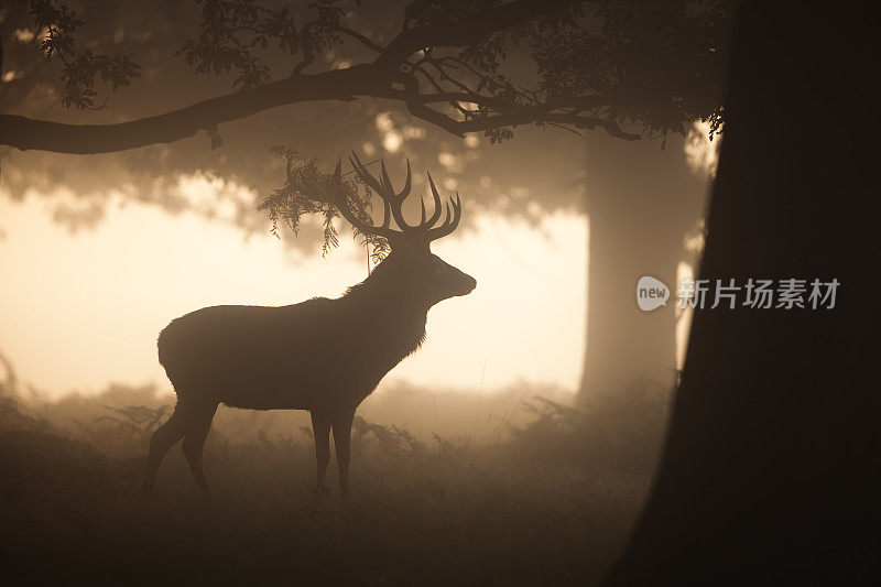 红鹿(Cervus elaphus)